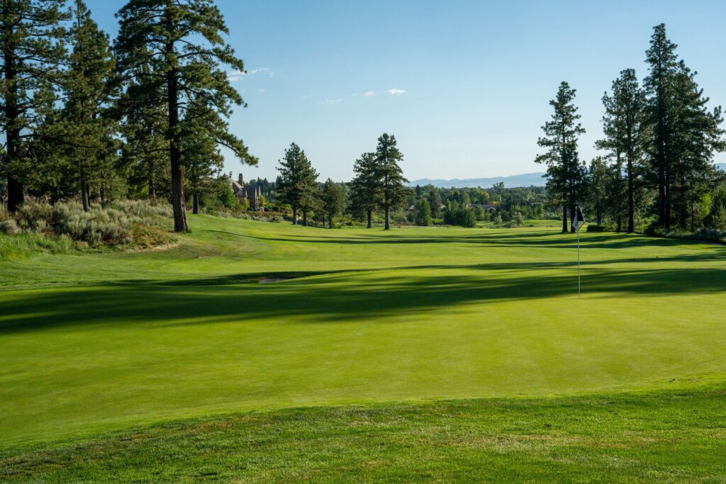 Sunny fairway with tall trees in background